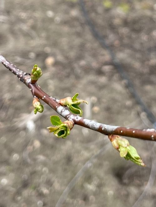 Bract leaves on Montmorency cherry.