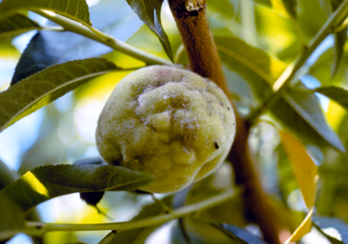  Feeding in summer may cause catfacing injury, similar to tarnished plant bug feeding. 