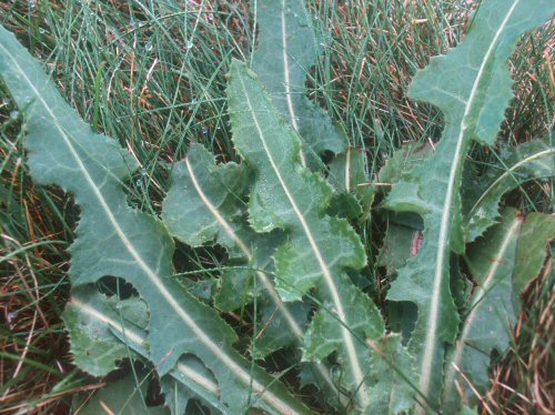 Perennial Sowthistle2.jpg