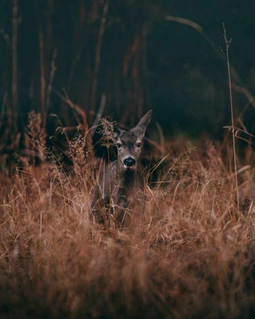 Deer in dead weeds.