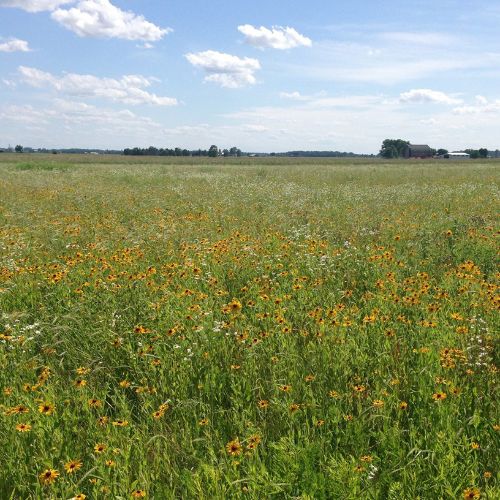 A field with wild flowers.