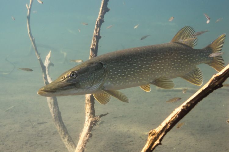 Fish swimming in water.