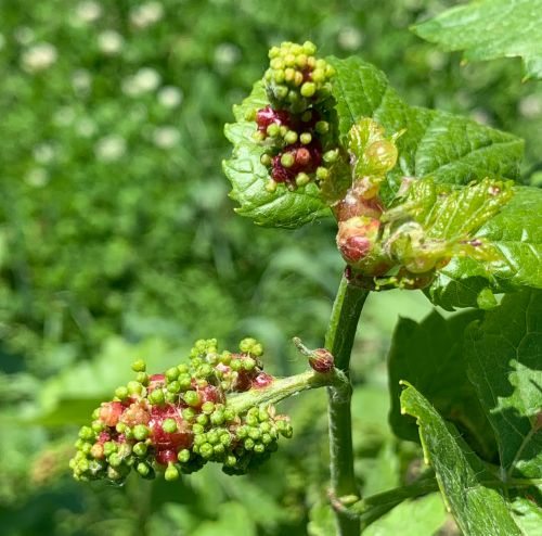 Damage from grape tumid gallmaker in Marquette grapes