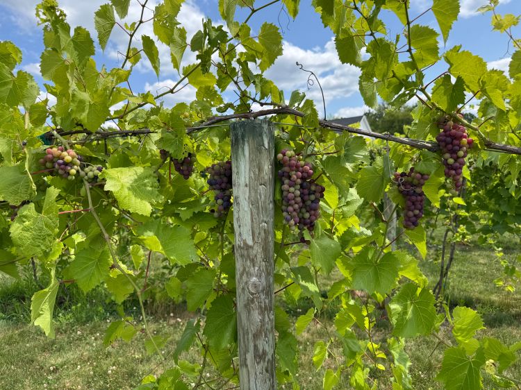 Grape clusters at veraison.