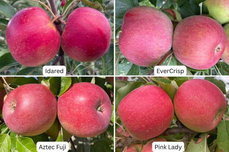 Four images of two sets of different kinds of apples.