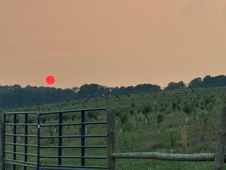 red sun setting in an orange hazy sky over a green field with a black fence