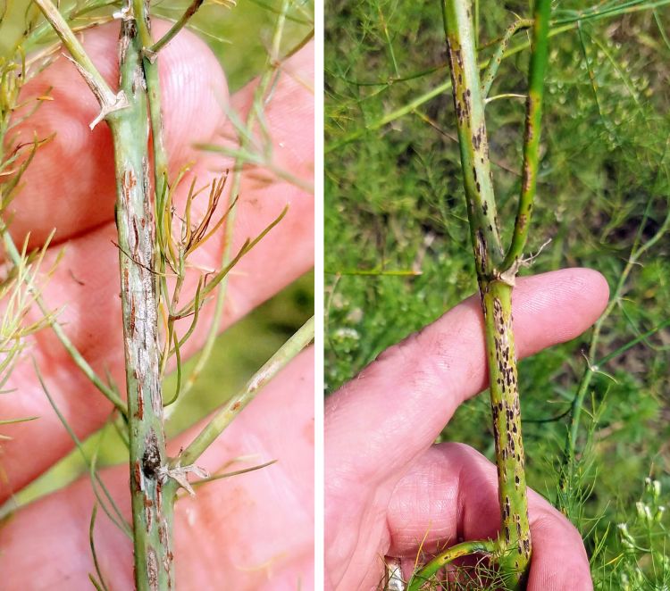 Lesions on asparagus