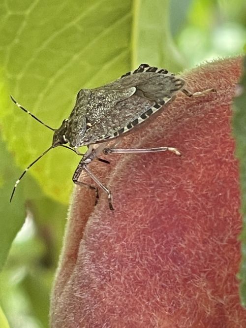 A stink bug on a peach.