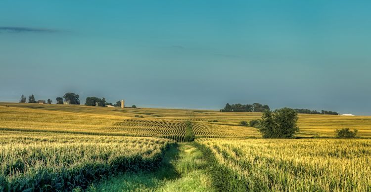 Farm landscape