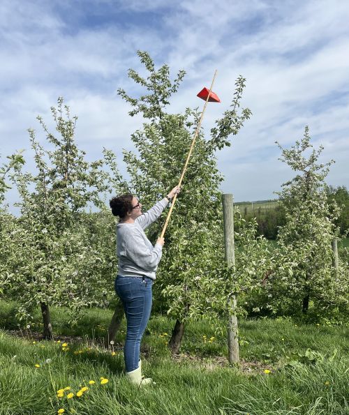 A person with a long stick placing a trap at the top of a tree.