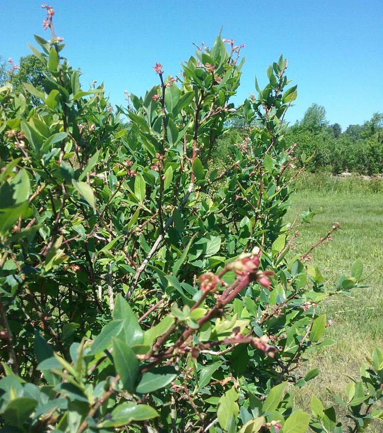 Elliot blueberries with winter damage