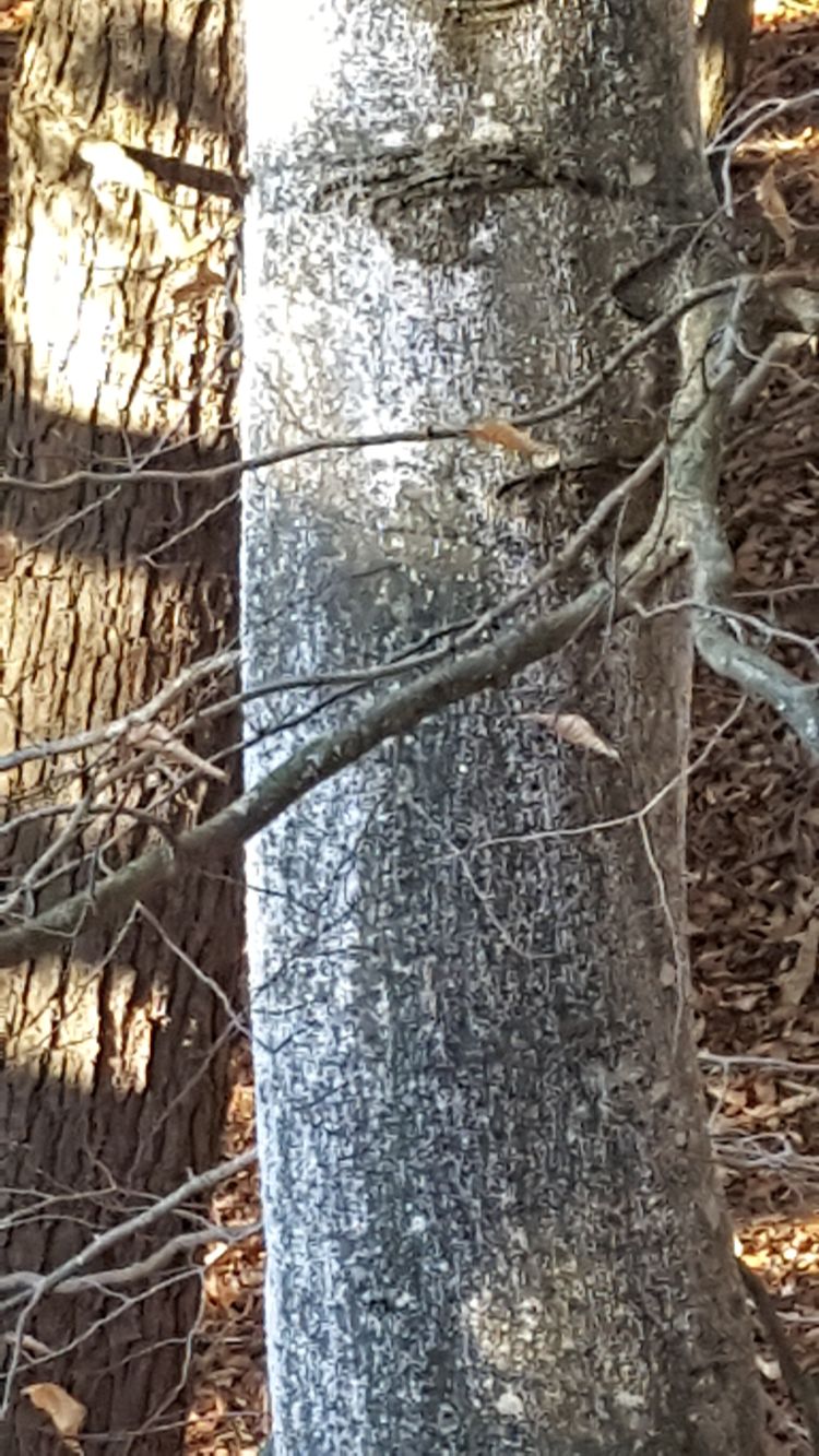 White fuzziness on beech trees are caused by the beech scale that carries the deadly beech bark disease. | Photo by Georgia Peterson