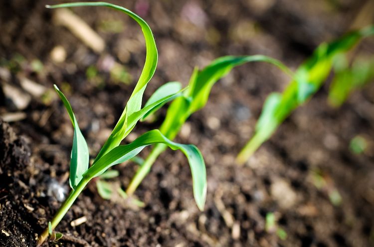 green stalks of corn growing out of brown dirt