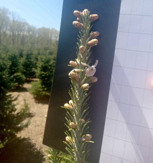 Fraser fir buds swollen but not yet open.