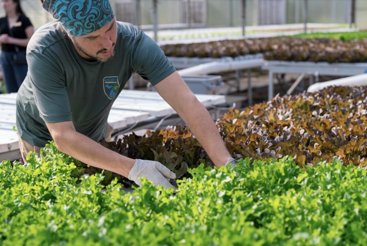 A Michigan farmer tends to lettuce at Blue Mitten Farms in Okemos, Michigan
Photo credit: Sarah Rypma