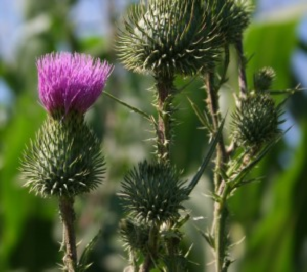 Bull thistle plant