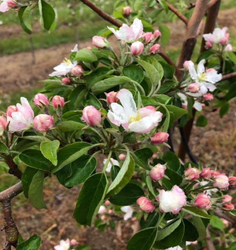 Honeycrisp bloom