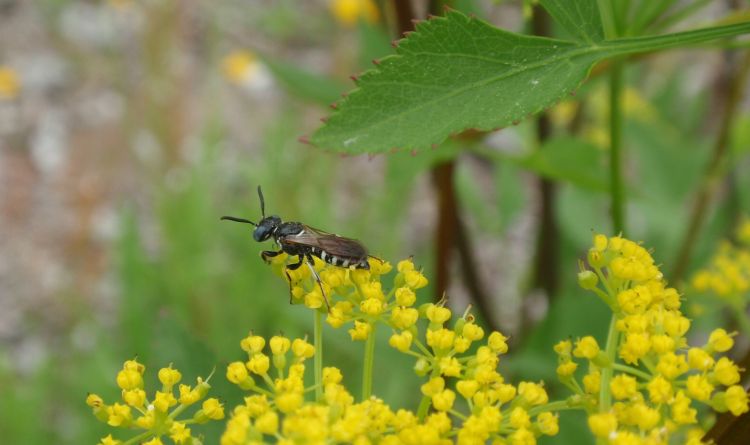 A wasp in the family Crabronidae