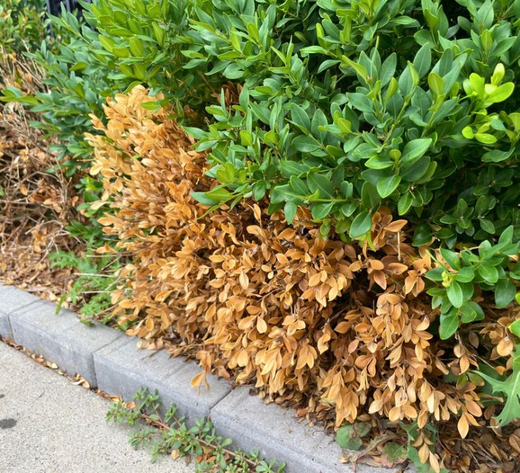 Brown leaves of a boxwood shrub, caused by environmental damage.