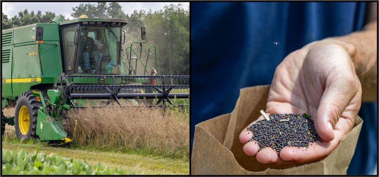 Side-by-side images: a green combine harvesting mature canola in the field, and a close-up of a hand holding a paper bag filled with small, black canola seeds.