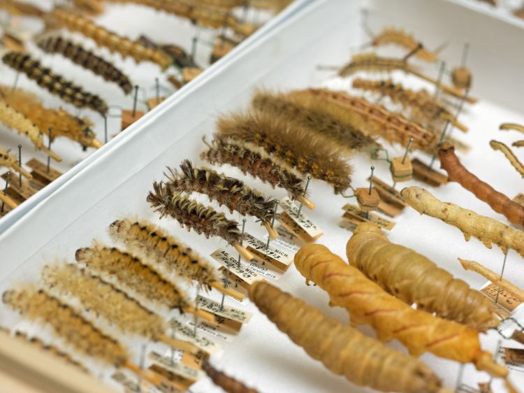 A tray of caterpillars