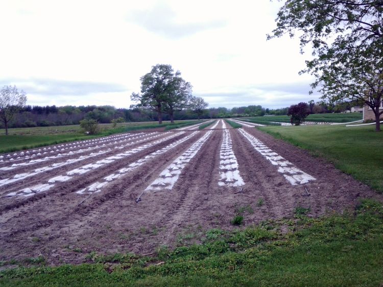 A typical sight in Michigan’s Bay area. Tomatoes and vine crops on plastic under hot caps.
