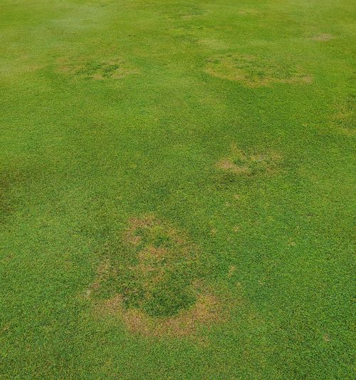 Green turfgrass with several irregular patches of thinning, yellowing and brown grass.