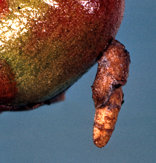  Cigar casebearer larva builds and hides in a cigar-shaped shelter. 