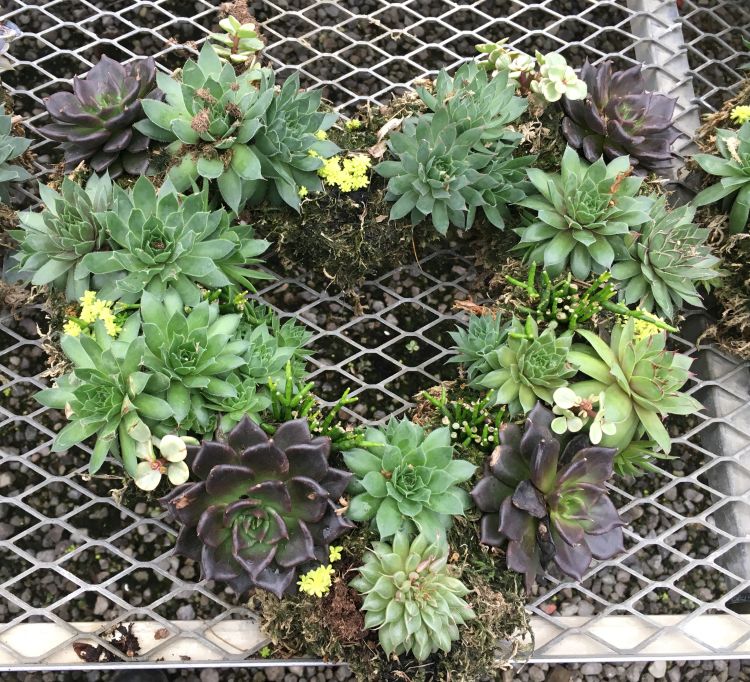 Heart wreath