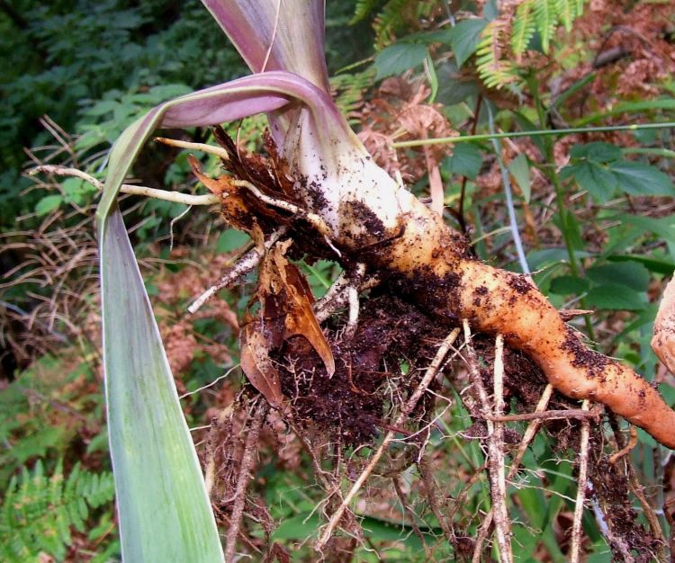 Plants can be purchased that were harvested last fall and kept dormant through cold storage. Once planted, these will acclimate quickly to your garden soil. All photos: Rebecca Finneran, MSU Extension.