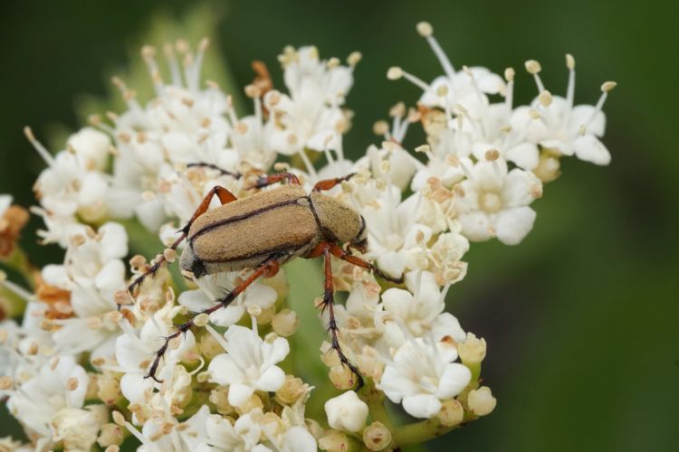 An insect on a white flower.