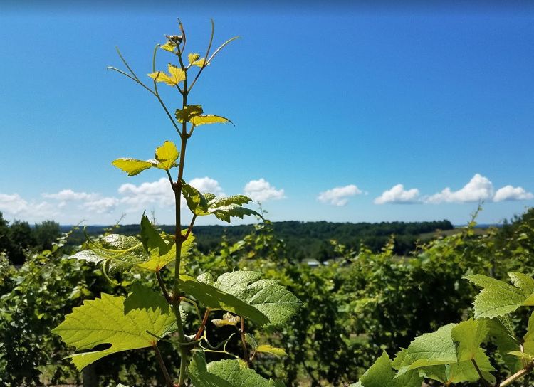 Vineyard on Old Mission Peninsula