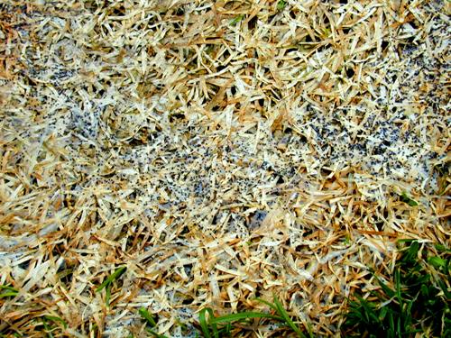  gray snow mold 7.JPG 