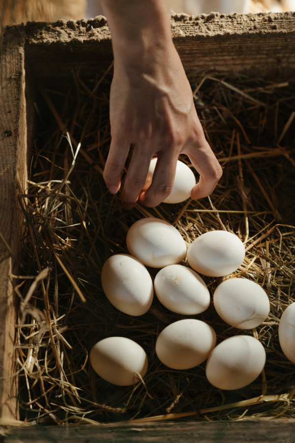 Collecting eggs