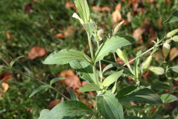 white campion