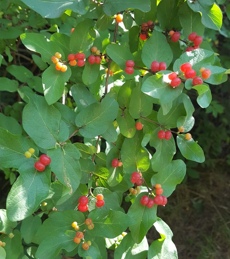 Honeysuckle berries