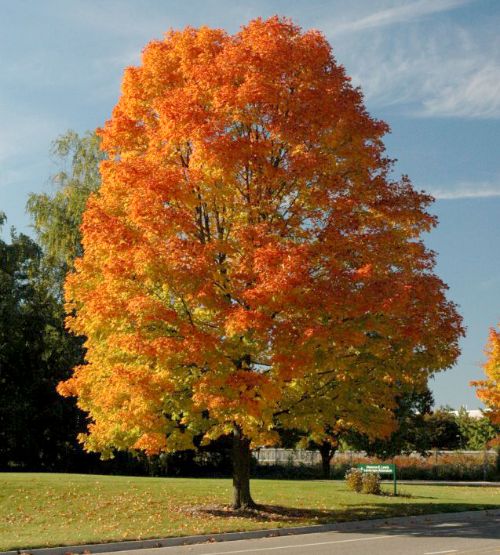 Sugar maple. Photo by Bert Cregg, MSU.