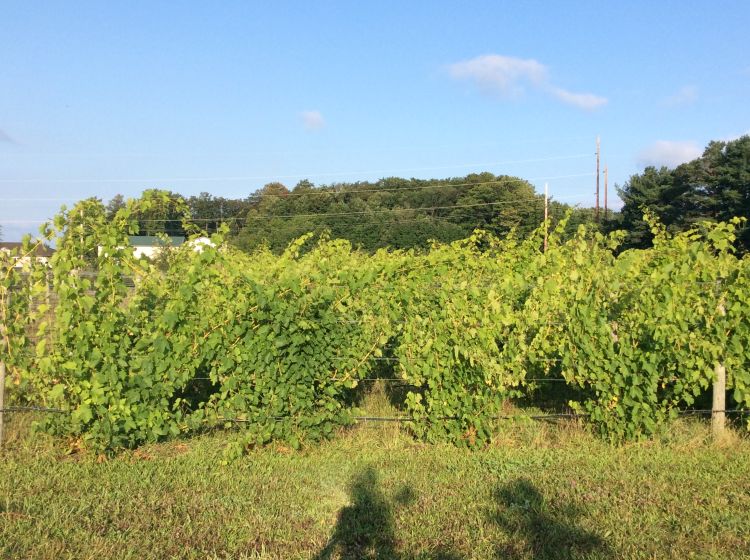 Grape vineyard