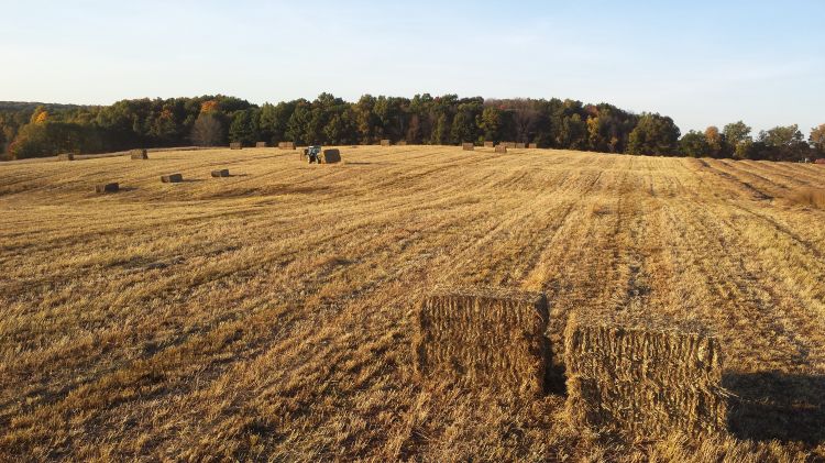 Switchgrass