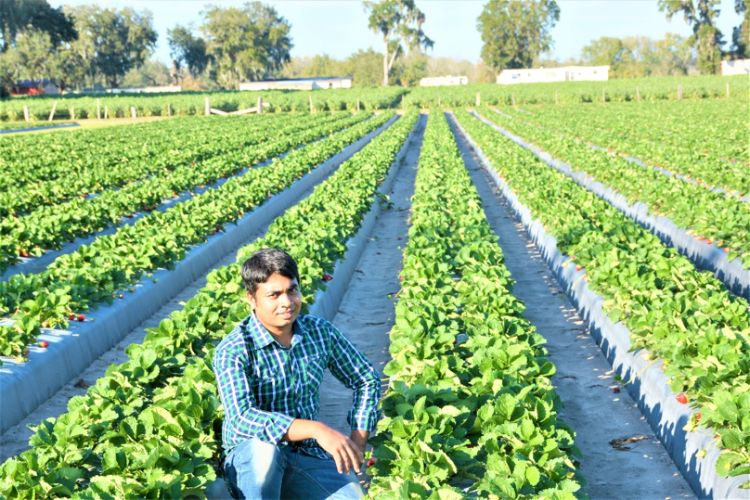 Prosanta Dash in a Florida strawberry field.