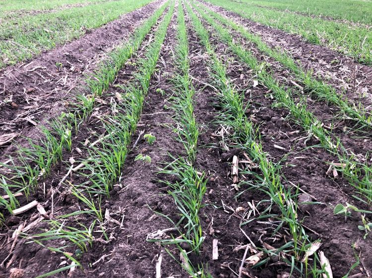 Wheat field