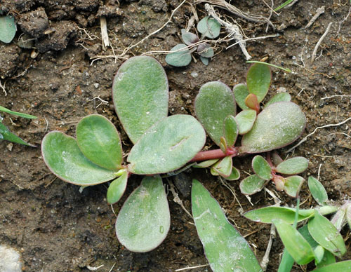  Common Purslane5.jpg 