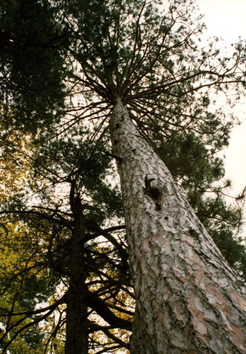 The benefits of managing Michigan’s forests. Photo credit: Bill Cook l MSU Extension