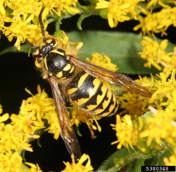 Eastern yellowjacket. Image by Gary Alpert, Harvard University, Bugwood.org.