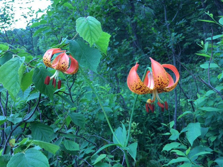 Native Lily. Photo credit: Anna Kornoelje