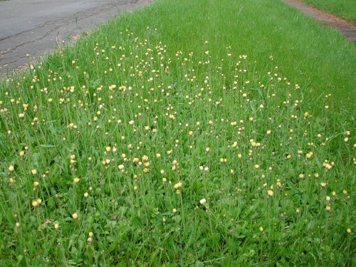 orange hawkweed6.jpg