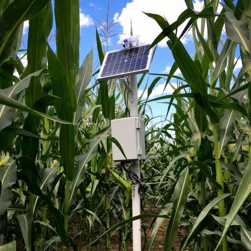 Sensor in a corn field