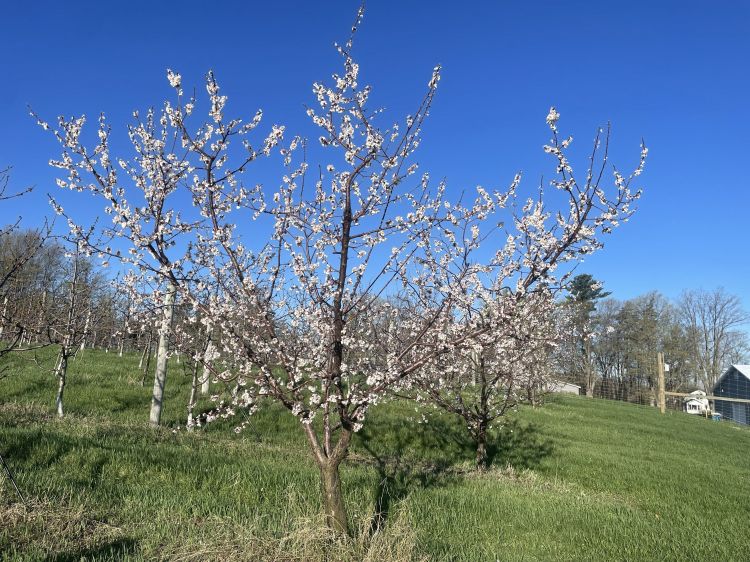 Orchard scene with rows of fruit trees in full bloom, covered in white blossoms. Trees are spaced along a grassy slope under a clear blue sky, with additional orchard rows and a small building visible in the background.