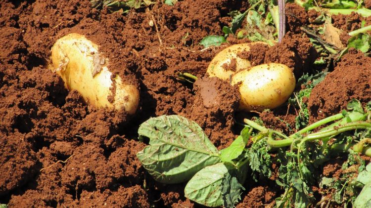 Three potatoes dug up out of fertile-looking soil.