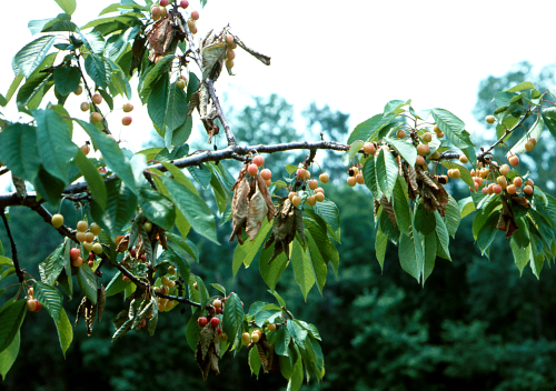 When the insects are abundant, fruit clusters wilt and associated leaves become brown.